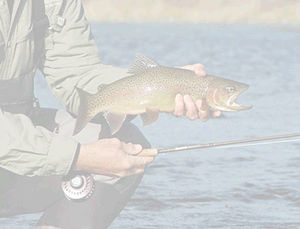 Semi-opaque image of angler with a rainbow trout